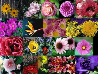 Imagen 0 para Bouquets and Blossoms Sli…