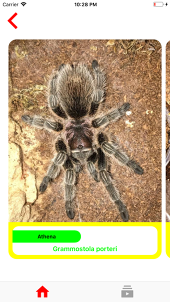 Image 2 for Payden Tarantulas