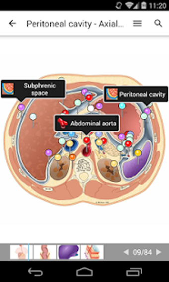 Imagen 3 para e-Anatomy