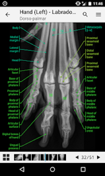 Image 0 for vet-Anatomy