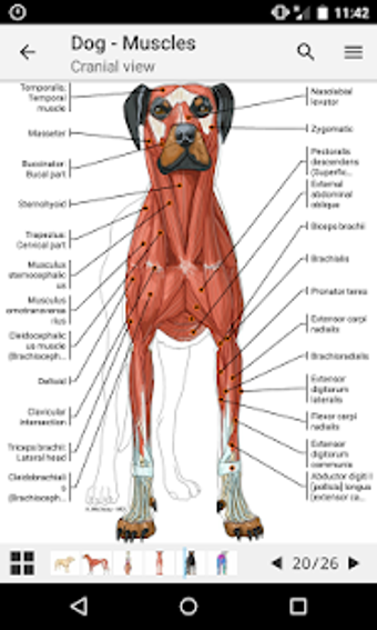 Image 3 for vet-Anatomy