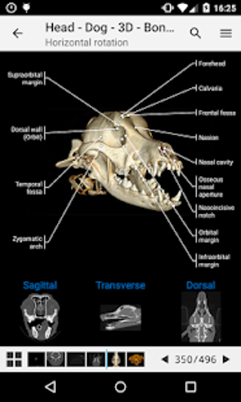 Image 0 for vet-Anatomy