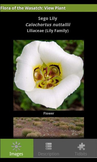 Imagen 3 para Flora of the Wasatch
