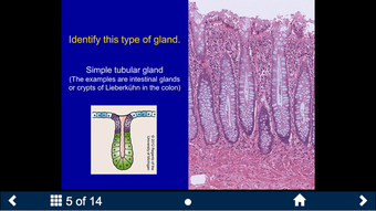 Image 0 for Histology - Basic Tissues