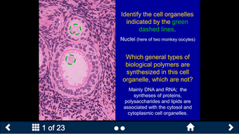 Image 2 for Histology - Basic Tissues