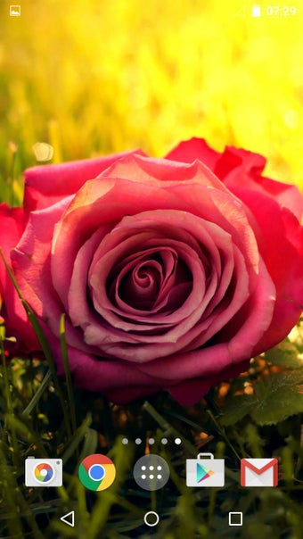 Imagen 3 para Roses