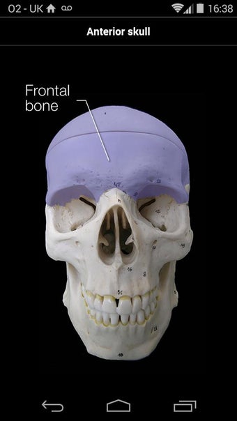 Image 1 for Skull Osteology