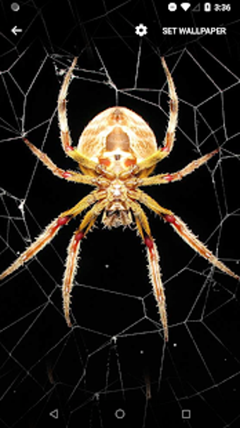 Image 3 for Spider Live Wallpaper