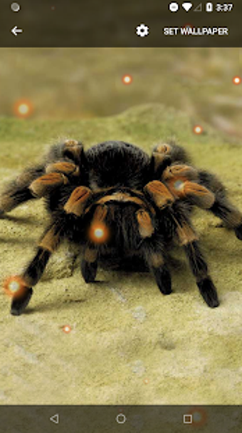 Image 0 for Spider Live Wallpaper