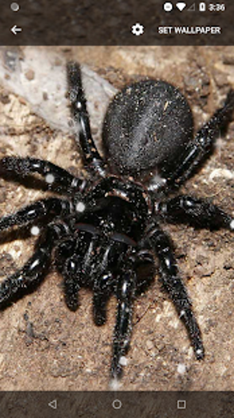 Image 2 for Spider Live Wallpaper
