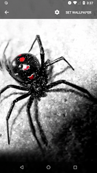 Image 1 for Spider Live Wallpaper