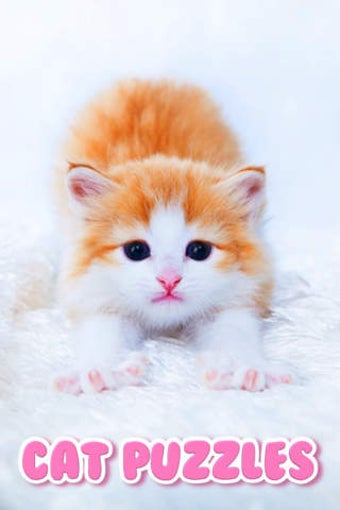 Image 0 for Cat Kitten Kitty Pet Baby…