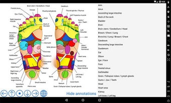 Image 2 for Foot Reflexology Chart