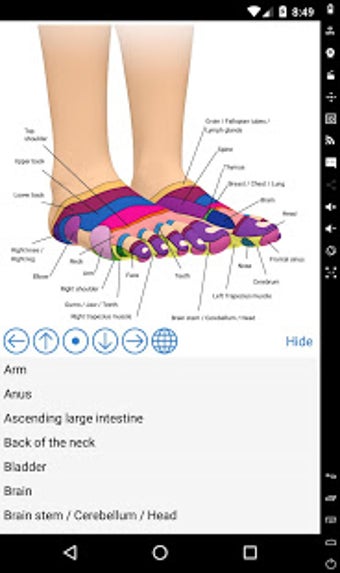 Image 1 for Foot Reflexology Chart