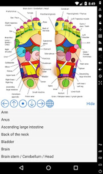 Image 0 for Foot Reflexology Chart