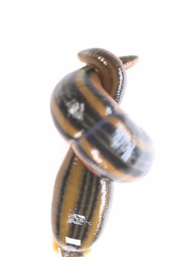 Image 5 for Real Creepy Crawlies Lite