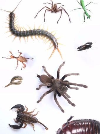 Image 3 for Real Creepy Crawlies Lite