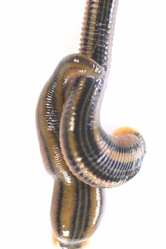 Image 7 for Real Creepy Crawlies Lite