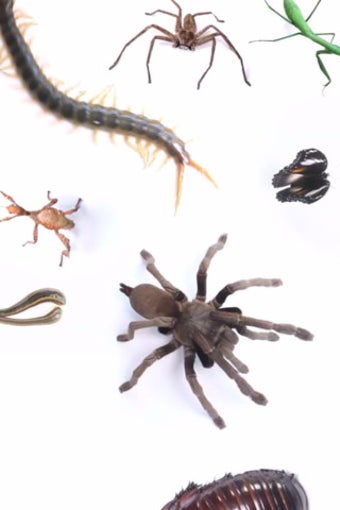 Image 1 for Real Creepy Crawlies Lite