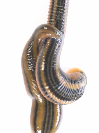 Image 2 for Real Creepy Crawlies Lite