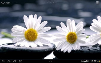 Image 2 for Daisies Flowers Live Wall…