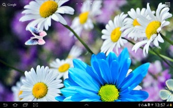 Image 0 for Daisies Flowers Live Wall…