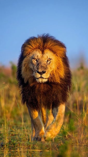 Image 3 for Animal Ringtones