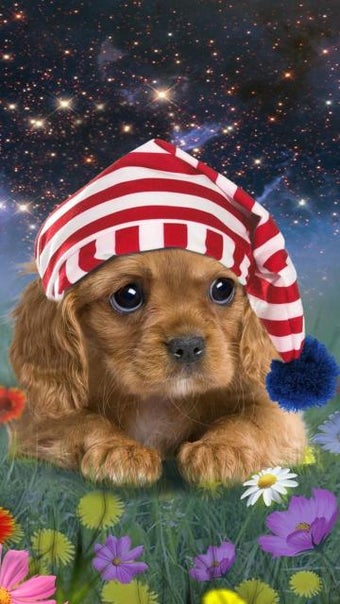 Image 2 for Talking puppy
