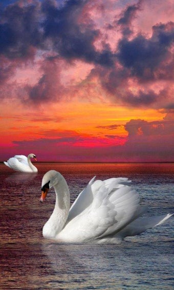 Image 3 for Birds Live Wallpaper