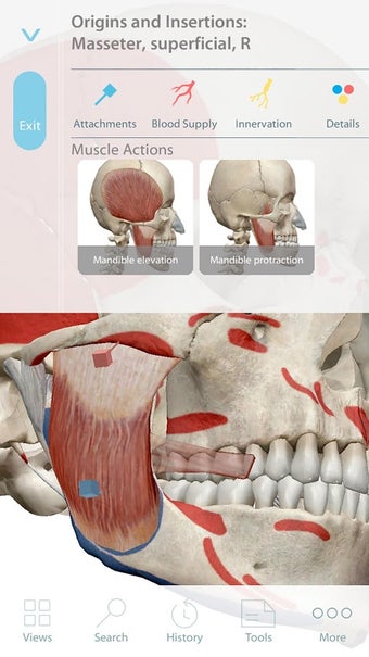 Imagen 3 para Muscle Premium - Human An…