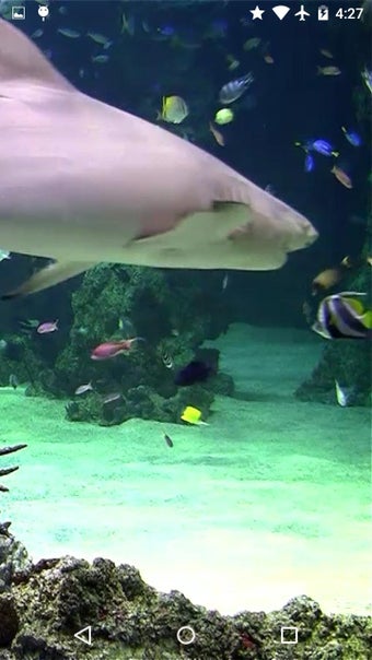 Image 0 for Video Wallpaper: Aquarium