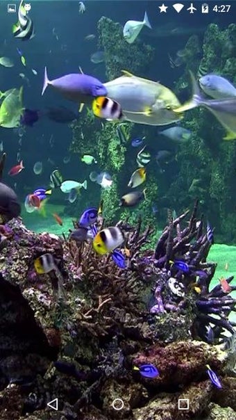 Image 3 for Video Wallpaper: Aquarium