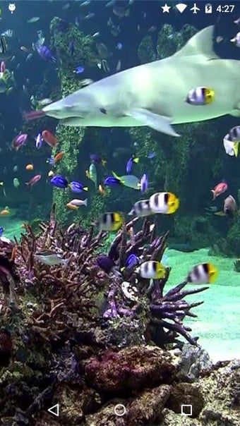Image 1 for Video Wallpaper: Aquarium