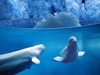 Imagen 0 para Marine Saver