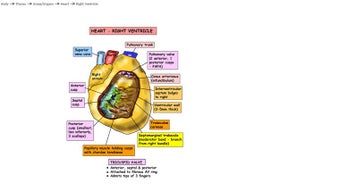 Imagen 0 para Instant Anatomy for Windo…