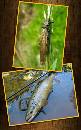 Image 1 for Trout Fly Fishing - Fly T…