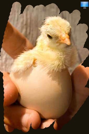 Image 0 for Cute Chick Pictures