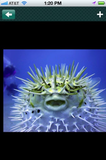 Image 1 for Fish Freaks