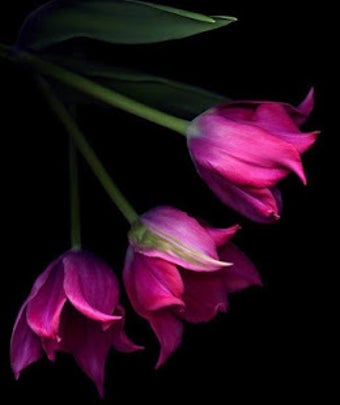 Image 2 for Good morning flowers rose…