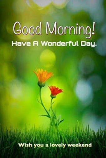Image 3 for Good morning flowers rose…