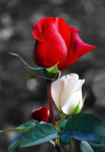 Image 0 for Good morning flowers rose…