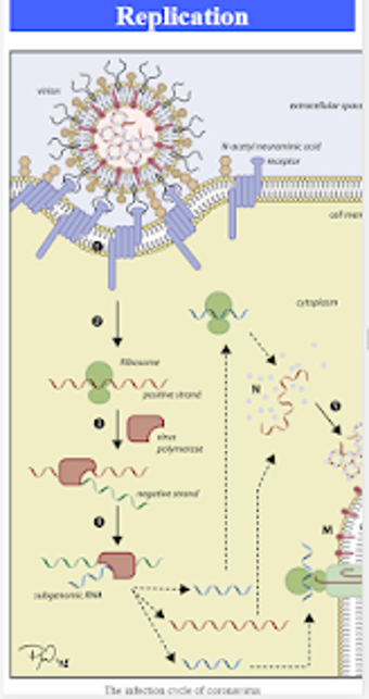 Image 3 for Coronavirus - infoTrakcer…