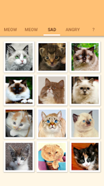 Image 0 for Cat Kitten Meow Sound Boa…