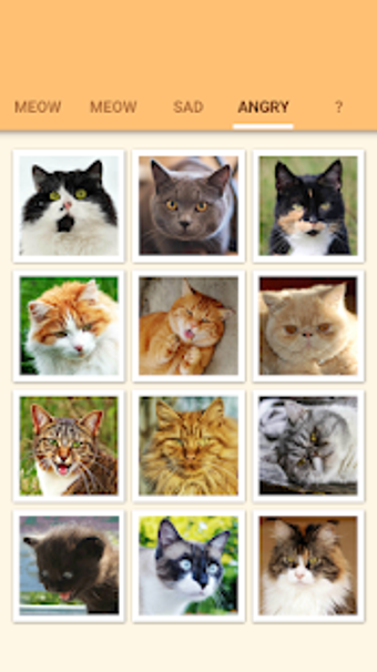 Image 1 for Cat Kitten Meow Sound Boa…