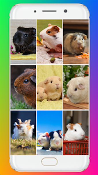 Image 3 for Guinea Pig Wallpaper