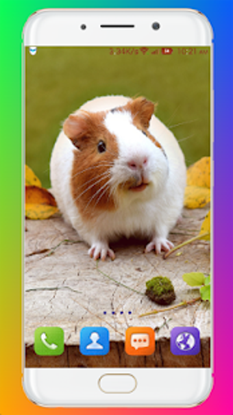 Image 2 for Guinea Pig Wallpaper