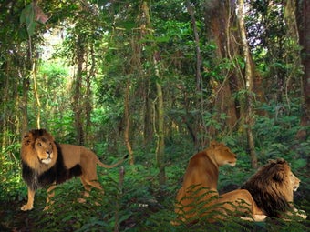 Image 0 for Wild Kingdom Slide Show