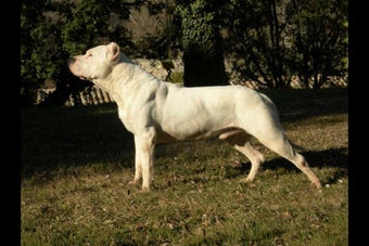 Image 0 for Doggipedia