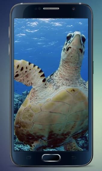 Image 0 for Sea Turtle Live Wallpaper