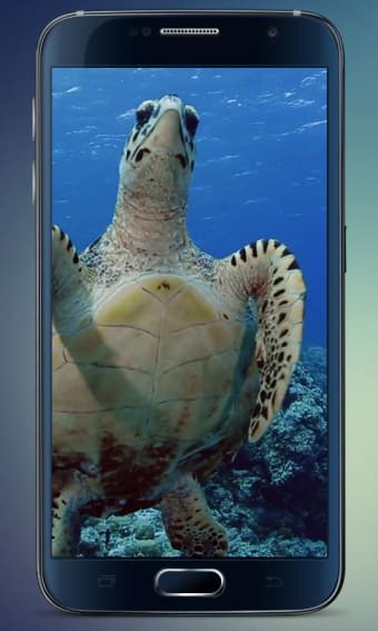 Image 1 for Sea Turtle Live Wallpaper